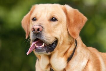 “Success Stories: How Our Platform Reunited Families with Their Lost Pets”